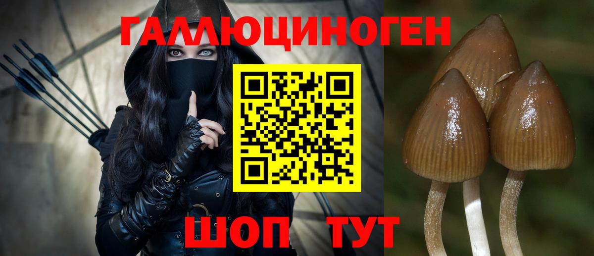 Галлюциногенные грибы Cubensis Канск